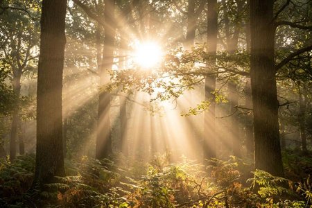 An image of the word radiant as defined by emitting rays of light; shining; bright.