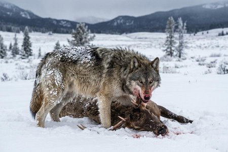 An image of the word ruthless as defined by without pity or compassion; cruel; merciless.