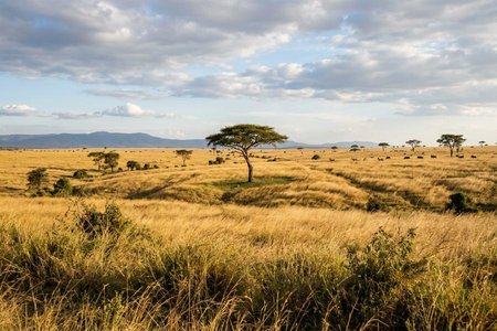 An image of the word savanna as defined by a plain characterized by coarse grasses and scattered tree growth, especially on the margins of the tropics where the rainfall is seasonal, as in eastern Africa.