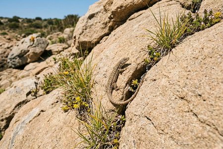 An image of the word saxicoline as defined by living or growing among rocks.