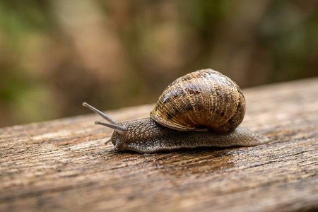 An image of the word slow as defined by moving or proceeding with little or less than usual speed or velocity.
