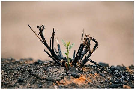 An image of the word survive as defined by to remain alive after the death of someone, the cessation of something, or the occurrence of some event; continue to live.