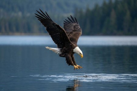 An image of the word swoop as defined by to sweep through the air, as a bird or a bat, especially down upon prey.