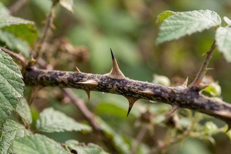 An image of the word thorn as defined by a sharp excrescence on a plant, especially a sharp-pointed aborted branch; spine; prickle.