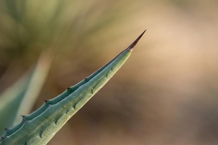 An image of the word tip as defined by a slender or pointed end or extremity, especially of anything long or tapered.