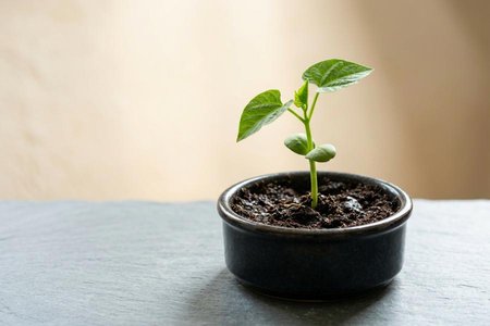 An image of the word viable as defined by capable of living.
