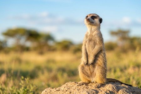 An image of the word vigilant as defined by keenly watchful to detect danger; wary.