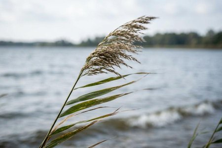 An image of the word waver as defined by to sway to and fro; flutter.