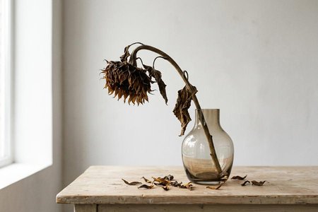 An image of the word wither as defined by to shrivel; fade; decay.